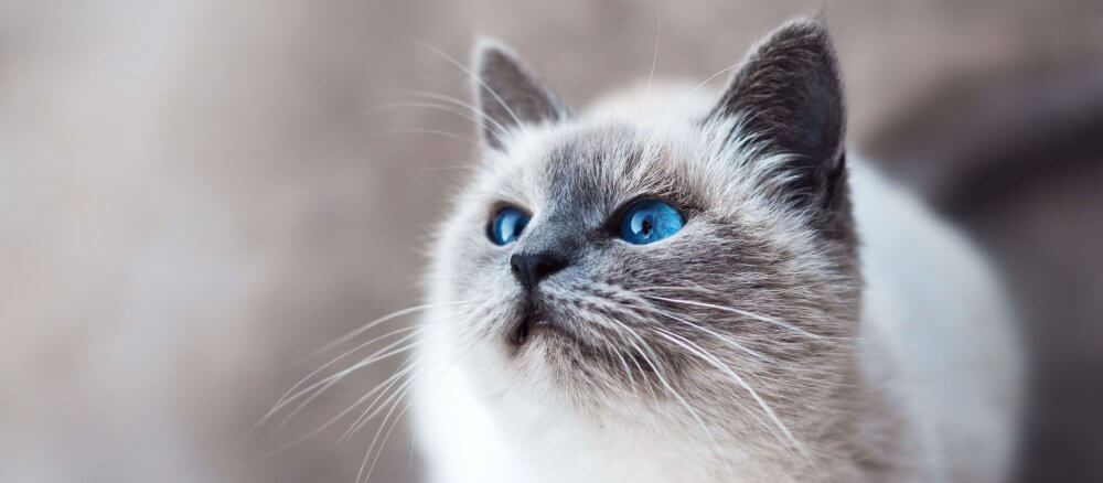 White cat looking away