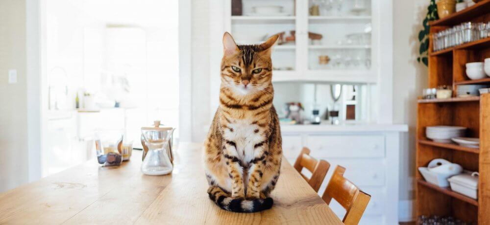 Cat sits on the table