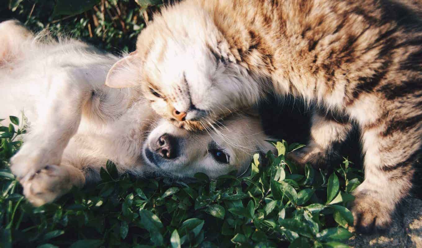 Dog and cat hanging on grass