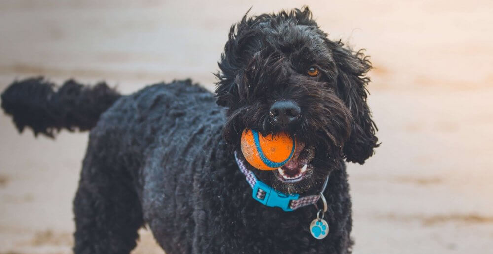 Black dog has orange ball in mouth