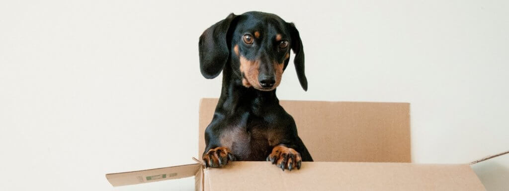 What to Do When Moving With a Pet