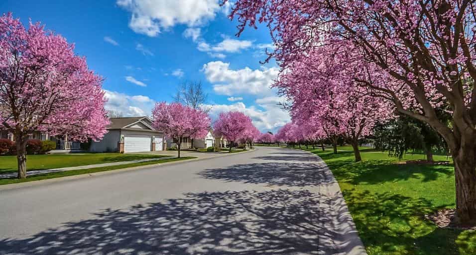 Homeowners' neighborhood, Colonial Homes