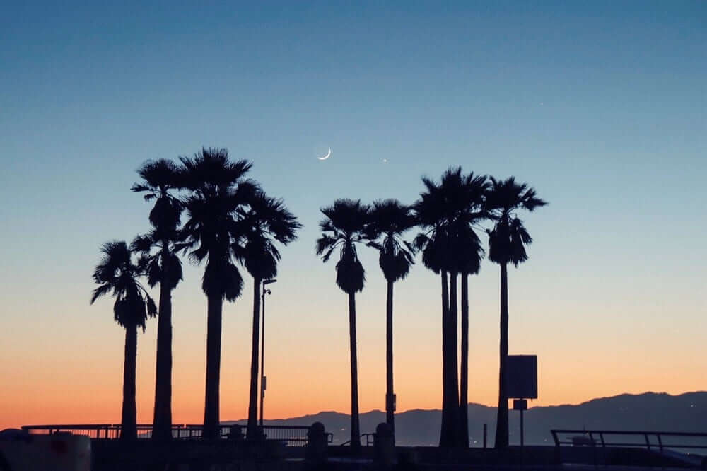 Palm trees in LA beach in the evening