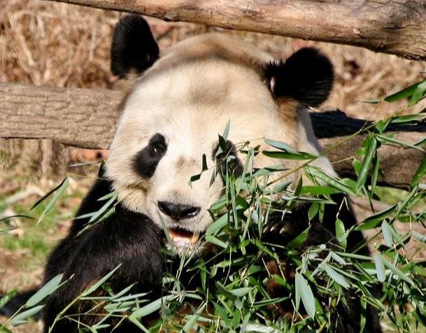 Panda at the Smithsonian National Zoological Park