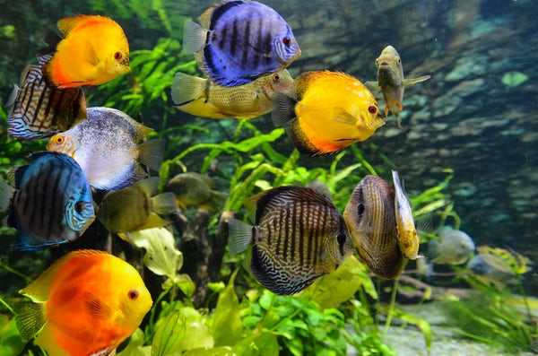 Florida Aquarium