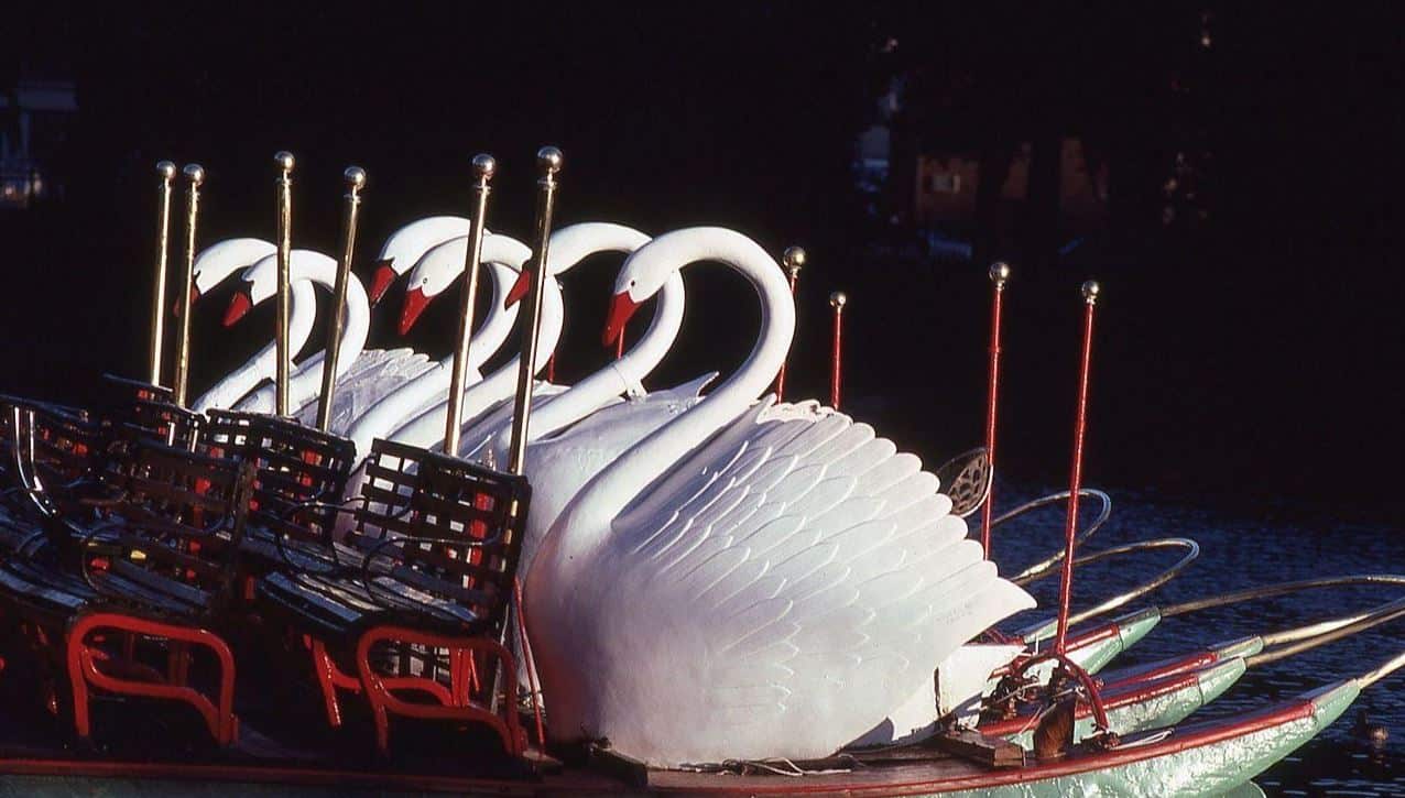 Boston swan boats