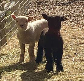 Denver the highlands red fox alpaca ranch