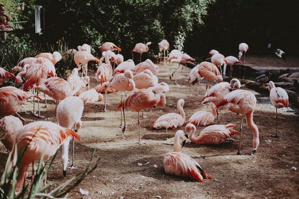 detroit zoo flamigoes