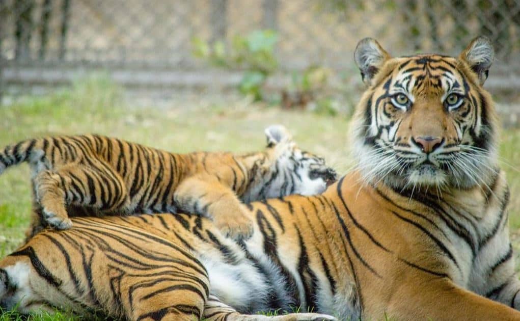 Tigers at Jacksonville Zoo and Garden