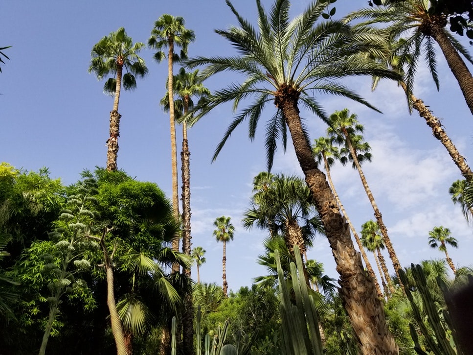 lake eola park palm trees