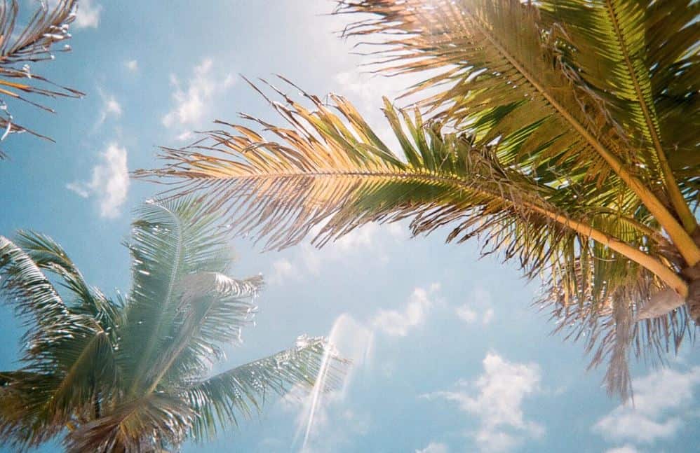 Palm trees looking up the sky