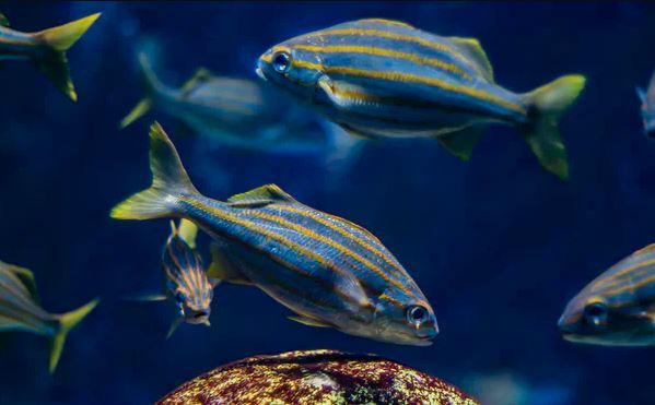 New England Aquarium