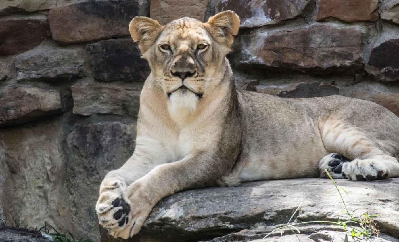Lion at Fort Worth Zoo