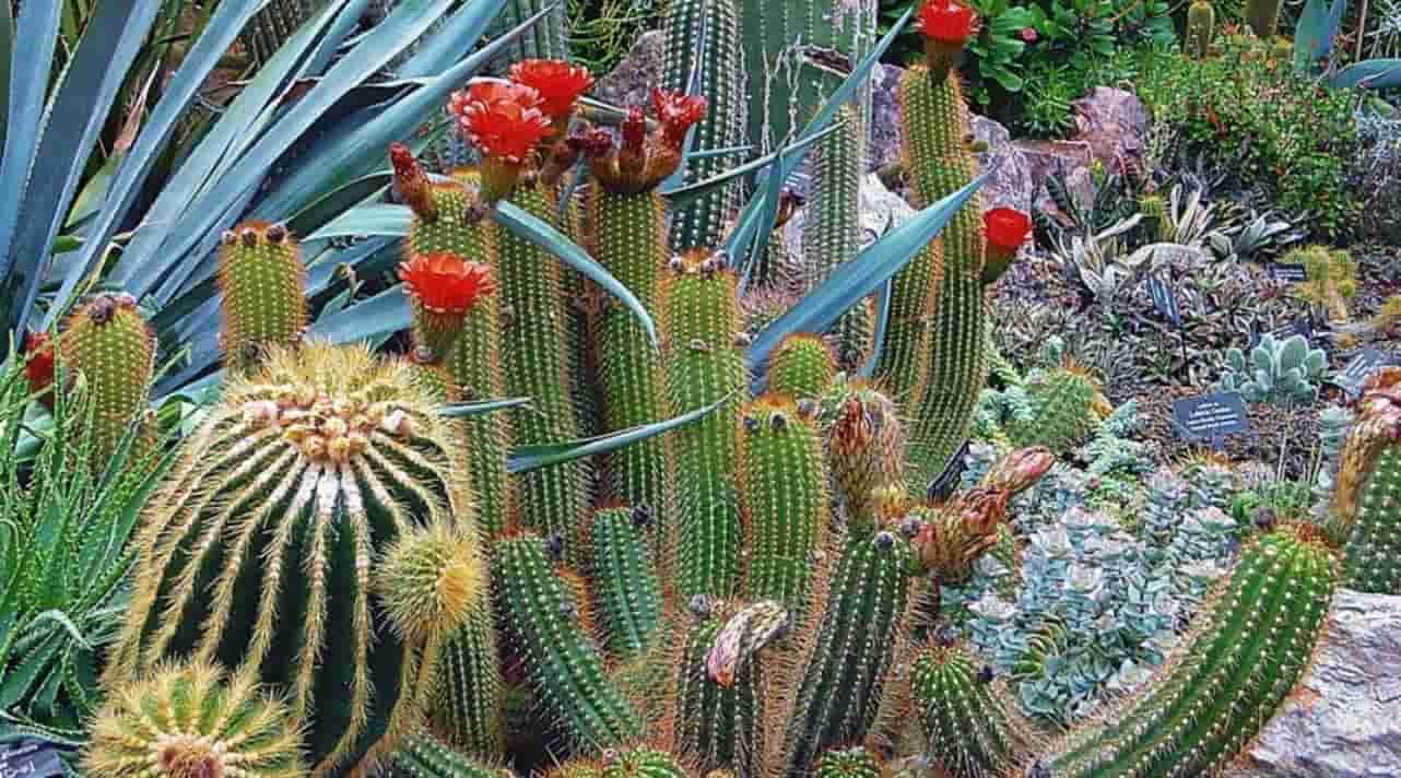 Garfield Park Conservatory is an ideal staycation spot for novice gardeners