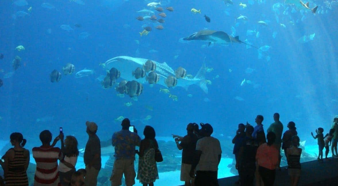 Georgia Aquarium for Atlanta staycation idea