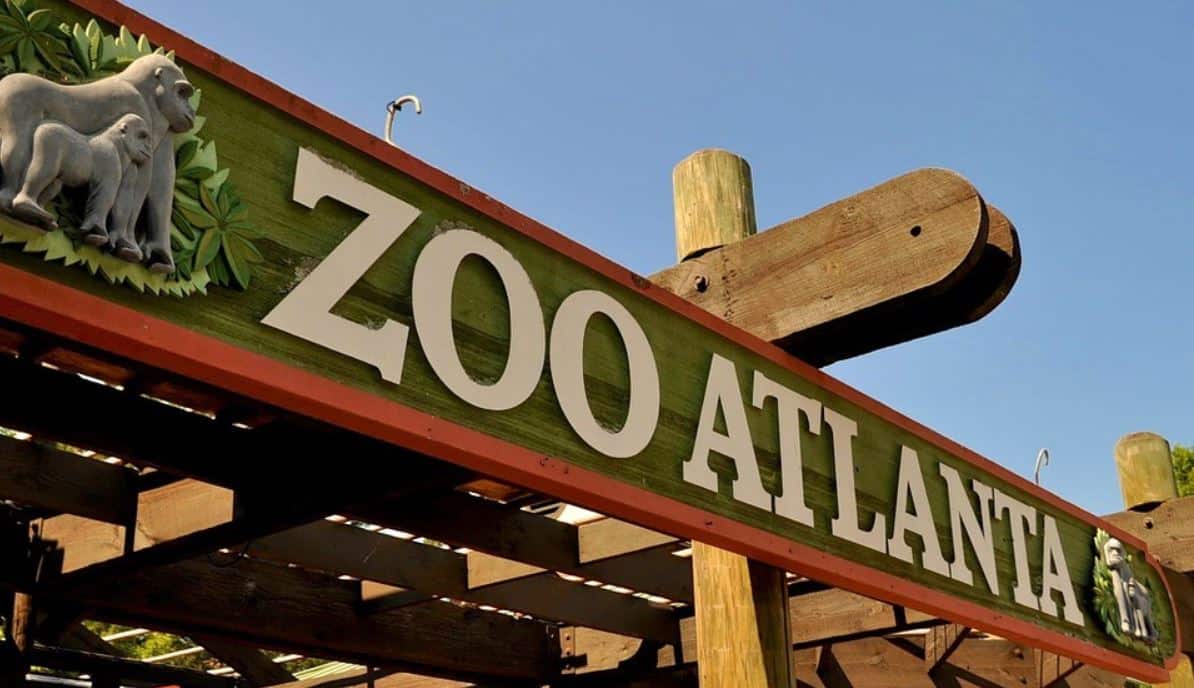 Zoo Atlanta provides an extraordinary glimpse into a wide array of wildlife and offers a fun day