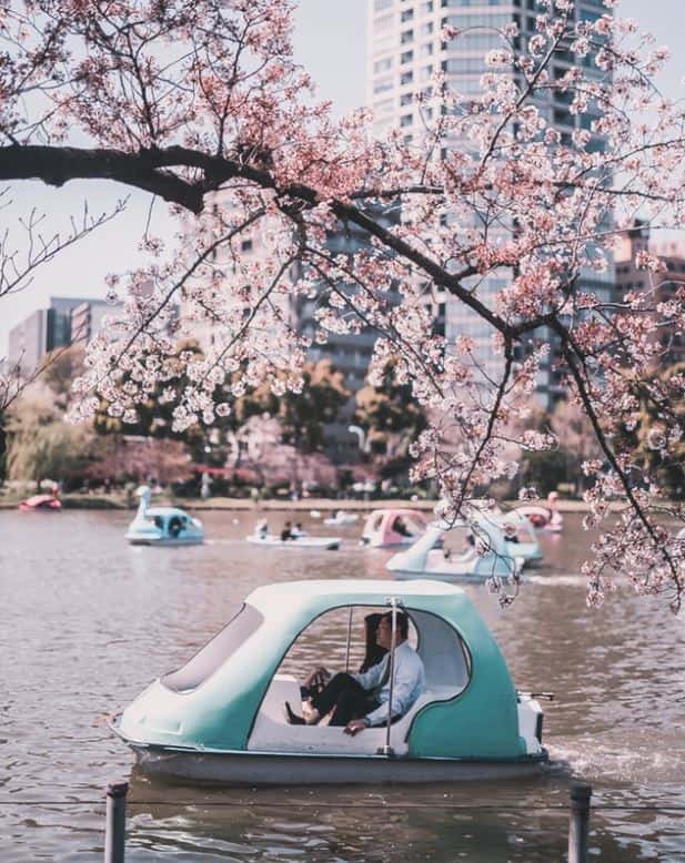 boat in a park in water