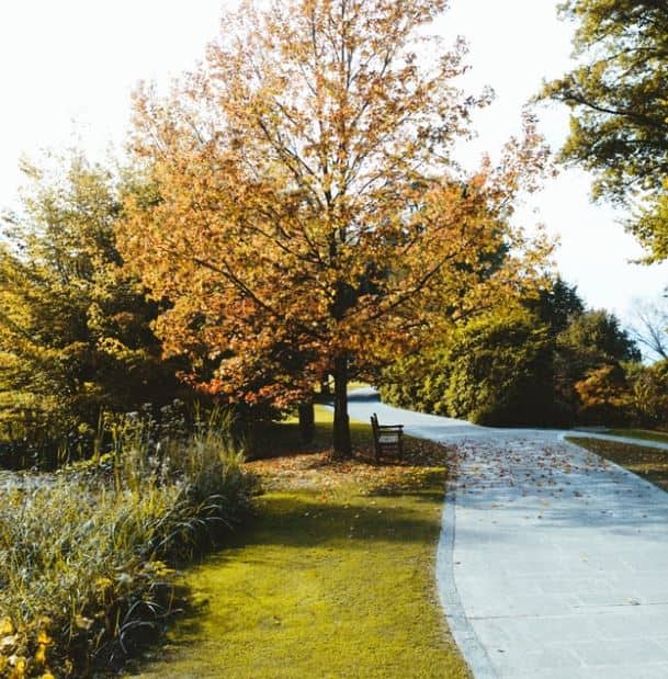 park with trees